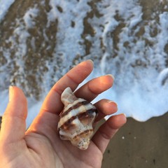 seashell in hand