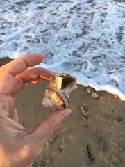 Fototapeta na wymiar hand holding a seashell