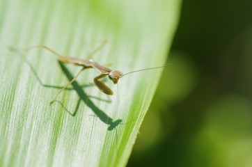 カマキリの幼虫