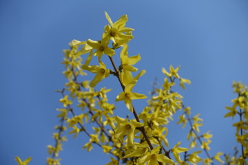 Leafless branch of forsythia with yellow flowers against blue sky in April