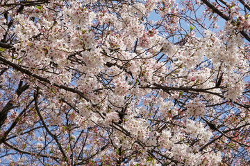 賀茂川沿いの桜の木々