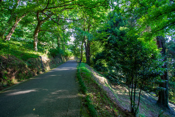 Fototapeta na wymiar Beautiful view of Batumi Botanical Garden is located near Batumi