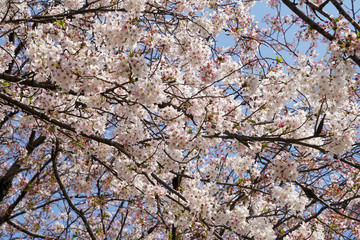 賀茂川沿いの桜の木々
