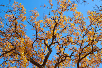 Autumn tree with a golden leaves against blue sky