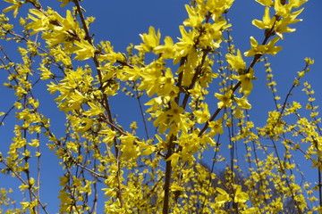 Numerous yellow flowers on branches of forsythia against blue sky in April