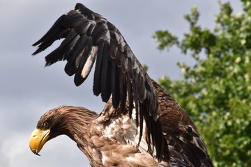 Fototapeta premium Sea eagle, bald eagle portrait