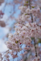 半木の道の紅枝垂れ桜