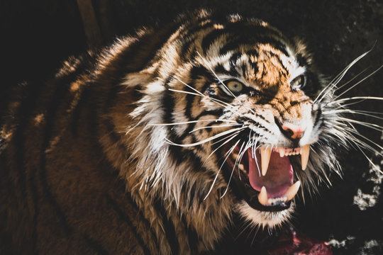 Sumatra-Tiger im Portr&auml;t VI