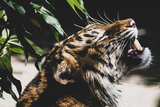 Sumatra-Tiger im Portr&auml;t V