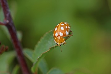 Fototapeta premium Sechzehnfleckiger Marienkäfer (Halyzia sedecimguttata)