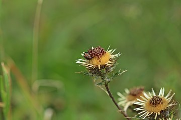 Regenbogen-Blattkäfer (Chrysolina cerealis) auf  Golddistel (Carlina vulgaris).