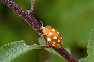 Sechzehnfleckiger Marienkäfer (Halyzia sedecimguttata)