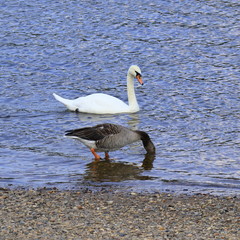 Schwäne, Schwan schwarz und weiß an der Elbe, Dresden, Sachsen