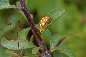 Sechzehnfleckiger Marienkäfer (Halyzia sedecimguttata)