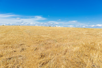 Harvested field after wheat harvest. Straw field against the sky
