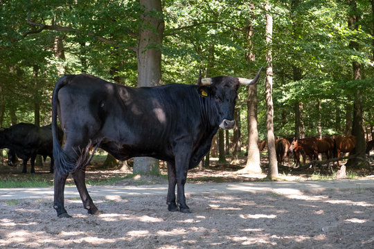 Spanish cattle in the Netherlands