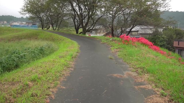 Roadside blooming red spider lily swaying in the wind.Beautiful japanese beautiful Lycoris radiata Lily spider. Red flowers in the park.