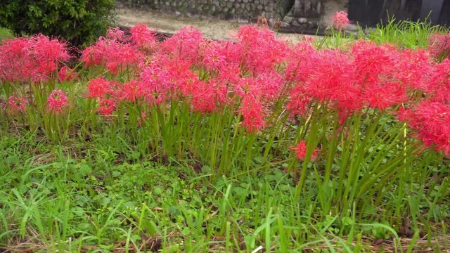 Beautiful japanese beautiful Lycoris radiata Lily spider. Dew drops falling on flower petals. Red flowers in the park.