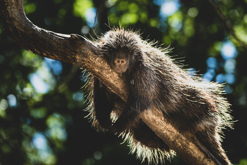 Baumstachler im Porträt I