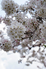 賀茂川沿いの桜の木々