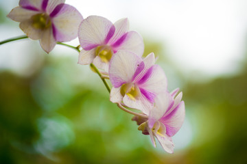 white and pink Plumeria flowers