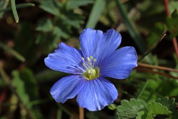 Lothringer Lein (Linum leonii).
