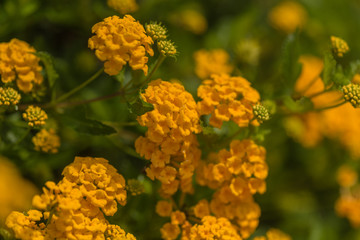 Lantana x hybrida flowers