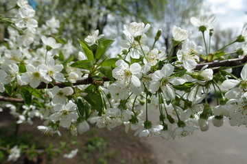 Pendent white flowers on branch of sweet cherry tree in April