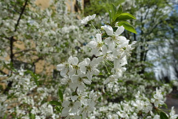 Snow white flowers of sweet cherry tree in April