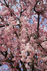 Obraz premium 紅枝垂れ桜