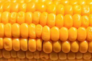 Yellow sweet corn background. Close up. Copy space.