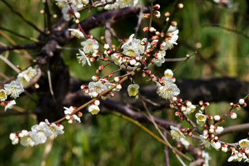 Scientific name is Prunus mume.English name is Japanese apricot.