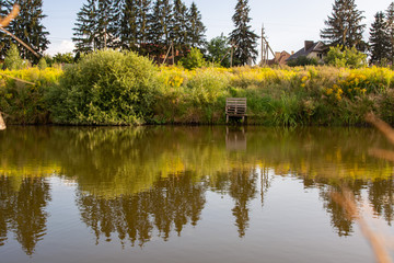yellow ragweed blooms near the lake
