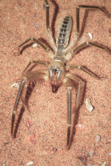 A closeup of a Camel Spider in captivity