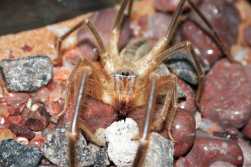 A closeup of a Camel Spider in captivity