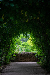 green tunnel in the forest  texture background