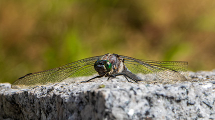 Libelle