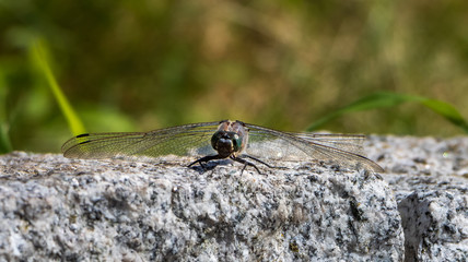 Libelle