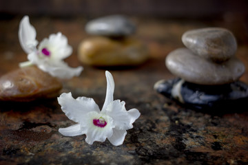 Fototapeta na wymiar Spa stones and orchid flowers on dark background.