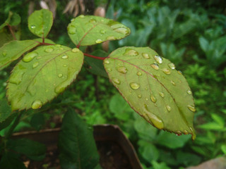 green leaves and water drops and raindrops