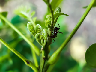 There is a ant sitting on the green leaves and the green background.
