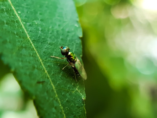 There is a fly sitting on the green leaves and the green background.