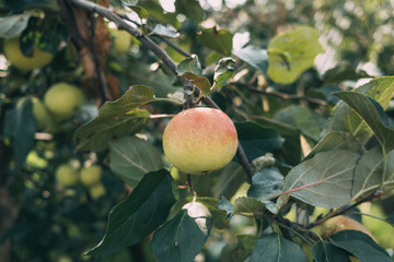 Green and red apple on an apple tree branch with green leaves in a garden. Closeup photo.