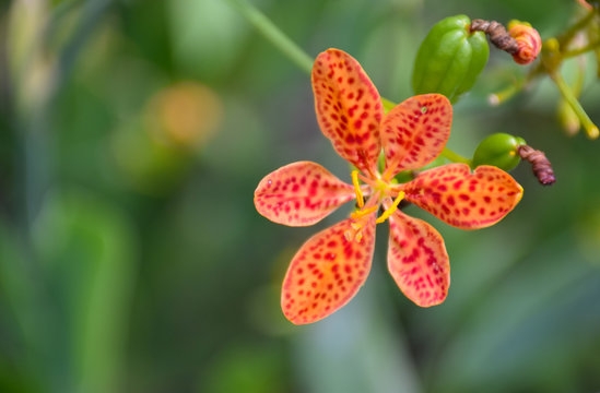 Single orange flower with red spots Blackberry Lily (Iris domestica, leopard lily or leopard flower) on the green background