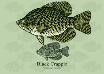 Black Crappie. Vector illustration with refined details and optimized stroke that allows the image to be used in small sizes (in packaging design, decoration, educational graphics, etc.)
