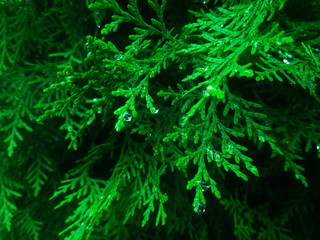 green pine needles