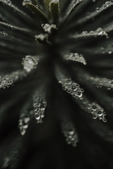 Plant Droplets 