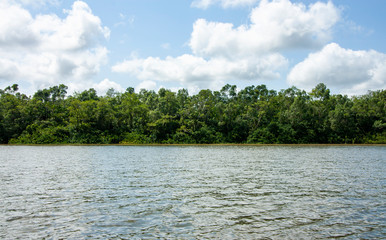 Margem de rio na floresta amazônica. Paisagem brasileira fluvial. Natureza sem pessoas. Água barrenta e copas de árvores na mata fechada. 