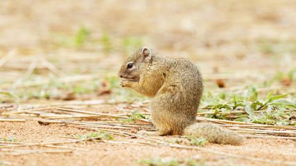 Naklejka na ściany i meble African bush squirrel eating on the ground