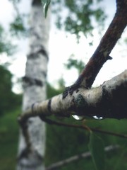 raindrops on a birch that will soon fall to the ground
